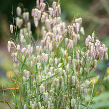 Quaking Grass (Briza Maxima) 25 Seeds - $7.98