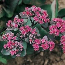 Beacon Sedum Pink Perennial Garden Home Live Plant 50 Seeds - Organic - $14.02