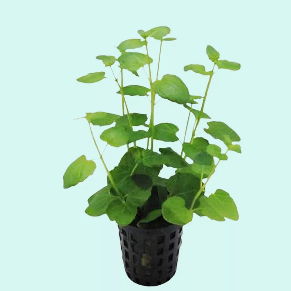 Potted Live Aquarium Plants Mint Charlie (Micromeria Brownei)  - £14.03 GBP