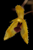 Pleurothallis / Muscarella Trullifera Miniature Orchid Mounted - £38.75 GBP