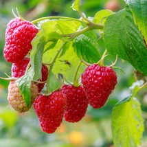 Grow Your Own Raspberries - 20 Large Drizzle Raspberry Seeds, Ideal for ... - £5.11 GBP