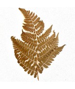 Vintage 6&quot; pressed fern leaf - found in the pages on an antique cookbook - £15.54 GBP