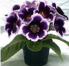 25 Pc Seeds Non Pelleted Gloxinia Avanti Blue And White Flower Seeds | RK - $25.20