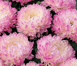 Aster Paeony Duchess Pink Callistephus Chinensis 100 Bulk Seeds Fresh - £29.96 GBP