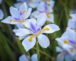 African Iris - Fortnight Lily - Dietes Iridioides 30 Fresh Seeds 2023 - $5.25