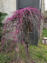RUBY FALLS weeping redbud 1 year old plant, bare root - £66.95 GBP