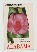 Postcard AL Alabama Camellia Greetings from State Flower Camellia Chrome Unused - £3.11 GBP