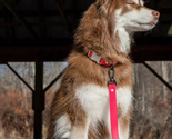Red Mountain Syrah Waterproof Dog Leash - $42.75