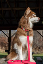 Red Mountain Syrah Waterproof Dog Leash - £33.77 GBP
