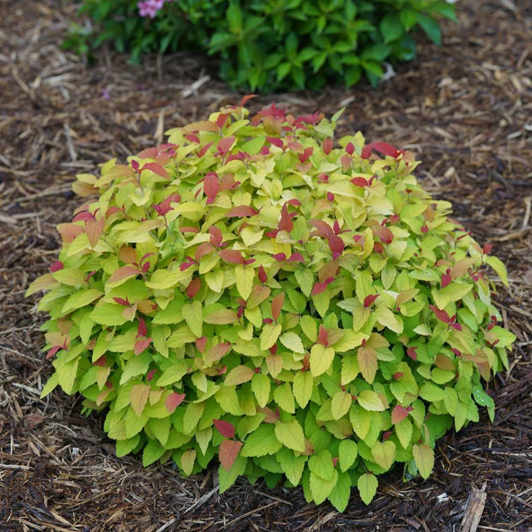 Primary image for Double Play® Candy Corn® Spirea PP28313 qt pot