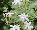 LWK 15 Seeds Indian Jui Jasmine House Flowers Easy Grow - $13.32