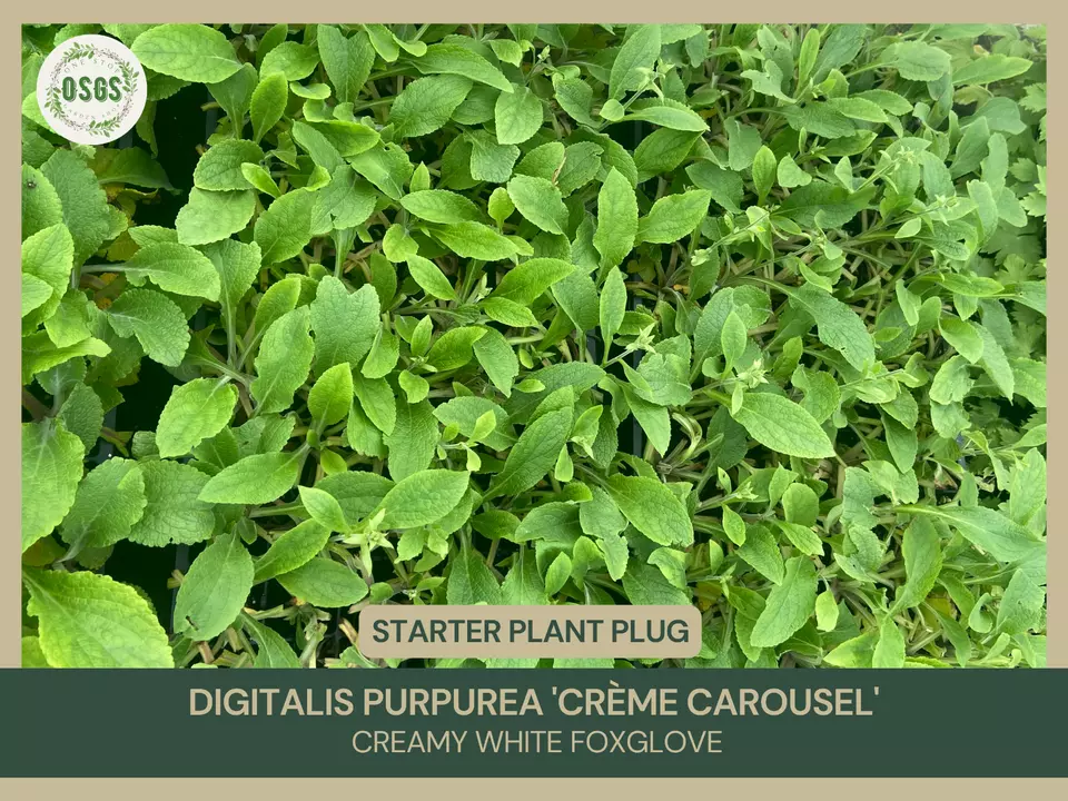 Digitalis purpurea &#39;Dalmatian Rose&#39; | Rose Pink Foxglove | Starter Plant... - $21.25