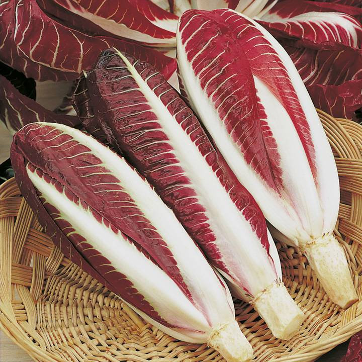 Radicchio &#39;Rossa di Treviso&#39; seeds ~Cichorium Intybus~ Italian Chicory -... - $2.50
