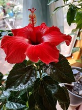 PWO Red Hibiscus Seeds / Perennial Hardy Flowers / 20 Seeds / Us Seller - £5.66 GBP