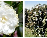 White By The Gate Camellia Japonica Live Starter Plant - £40.61 GBP