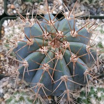 Live Plant Melocactus azureus Cactus Cacti Succulent Real  - £44.65 GBP