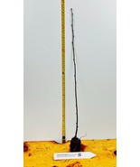 Dakota Pinnacle® Asian White Birch - Resistance to the bronze birch borer - $25.69+