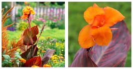 1 Canna - Tropicanna Flower Bulb - Garden Plant - $34.99