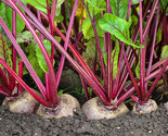 Detroit Dark Red Beet Seeds Blood Turnip Mangel Harvard Vegetable Seed  - £3.48 GBP