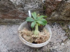 Nepenthes hispida, medium size, 1 plant - £22.68 GBP