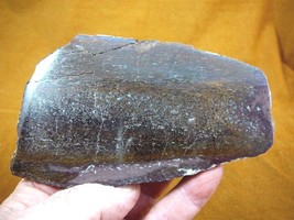 (DF-377-12) 11 oz Fossil REAL DINOSAUR Bone cabbing slab lapidary I love dinos - £52.30 GBP