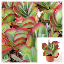 SEPTH Kalanchoe Thyrsiflora 4inches Paddle Flapjacks red edge succulent Live Pla - £5.95 GBP