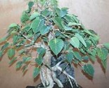 Ficus Religiosa ( Bodhi Tree 25 Authentic Seeds - $10.49
