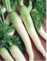 US Seller 600 Lunar White carrot seeds-One gram USA Unique Sweet Free Shipping - £9.09 GBP