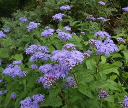 Conoclinium Coelestinum Hardy Ageratum Seeds Garden Fresh USA Shipping - $13.97