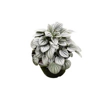 Green Emerald Ripple Peperomia, 6 inch, Frost Platinum, carperata albovittata, W - £29.86 GBP