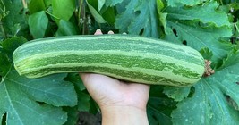 6 Seeds Cocozelle Zucchini Summer Squash Fast Plant Heirloom Seeds Achieve Beaut - £6.60 GBP