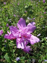 Double Flower Purple Althea Rose of Sharon Large 3 Gal. Plant Easy Grow ... - $77.55