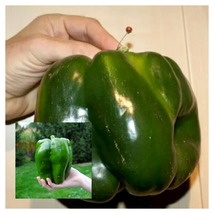 90 Seeds Emerald Giant Bell Pepper - Sweet - £20.74 GBP