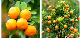 12-24&quot; Tall Live Citrus Plant - Brown Select Satsuma Orange Tree - Ships Potted - £127.90 GBP
