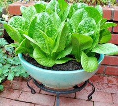 Semilir 600 Seeds Bib Buttercrunch Lettuce Seeds Organic Vegetable Garden Contai - £6.71 GBP