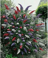 MBK 10 Black Cohosh Plants Roots Actaea Racemosa Snakeroot Fast Ship - $27.98