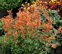 Thjar 50+ Agastache Arizona Sunset Flower Seeds / Perennial / Long Lasting - $6.99