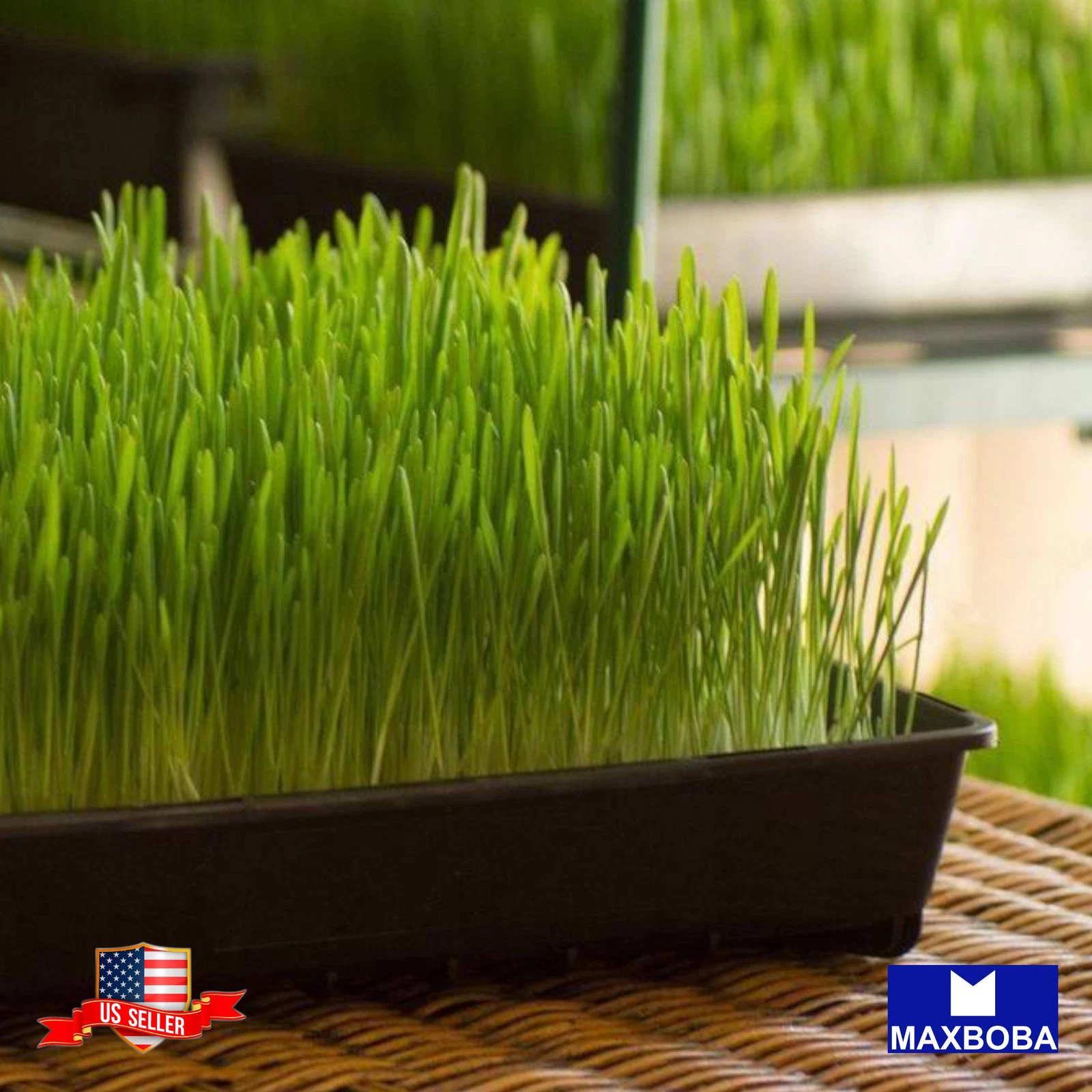 Cat Grass Seeds - Wheatgrass (Organic) Non-GMO Heirloom - $3.87