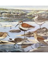 Sandpiper Shore Bird Types 1955 Plate Prints Birds Of America Nature Art... - $35.14 CAD