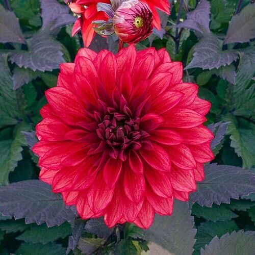 25 Cool Flame Dahlia Seeds Flower Perennial Flowers Seeds Flowering Bloo... - $8.98