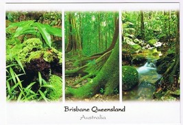 Australia Postcard Brisbane Queensland Rainforest  - $2.96