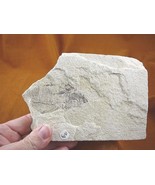 (F-570) fossil Ray finned bony Fish vertebrates specimen Green River Wyo... - $32.05 CAD