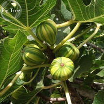 6 Seeds, Ficus Carica &#39;Panache&#39; Tiger Stripe Fig Tree, Delicious Fruit Seed - £23.16 GBP