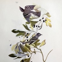 Acadian Flycatcher Bird Lithograph 1950 Audubon Antique Art Print DWP6B - $562.94 MXN