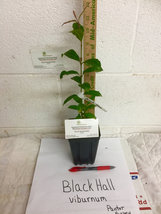 Blackhaw Viburnum (Viburnum prunifolium) image 2