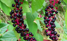 LWSTORE 100 Fresh American Pokeweed Seeds Phytolacca Americana Inkberry Dragonbe - $8.78