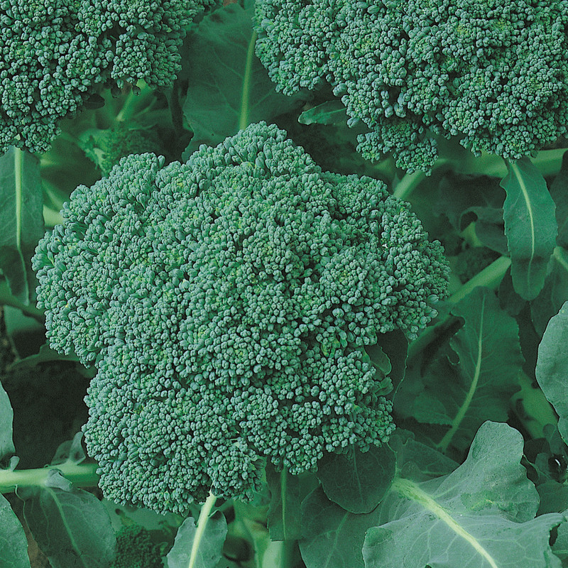 Broccoli Bulbs LWK 500 Calabrese Green Sprouting Broccoli Seeds Fresh Harvest Fast ...