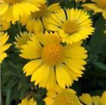  Yellow Blanket Flower 50+Seeds (Gaillardia Aristata Aurea Pura) Harvest - £9.00 GBP