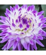 US-Seller Rare Beautiful Perennial Dahlia Flowers Seeds 20PCS - $5.65