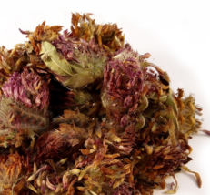 Red Clover flower - for menopause and PMS, Trifolium pratense - £5.43 GBP+